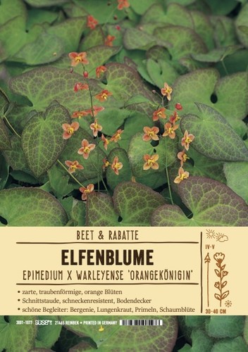 Epimedium warleyense - epimedium,