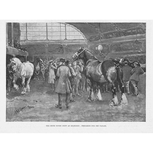London the shire horse - shire, show