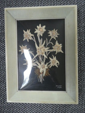 Echte Edelweiß 9 Stück Bild