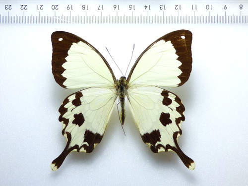 Entomologie schmetterling - entomologie,,