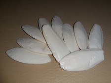 10 Sepiaschalen ( 10 - 12cm /