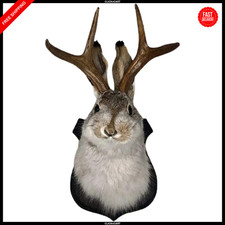 Jackalope Mount, Jackalope