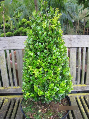 Formschnitt pyramide ilex - -,