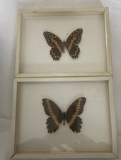 Schmetterlinge hinter Glas echt Holzrahmen 21x16 cm weiß 2 St. Papilio demoducus