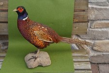 Fasan, Fasanengockel, Deutscher Jagdfasan, Präparat, Tierpräparat