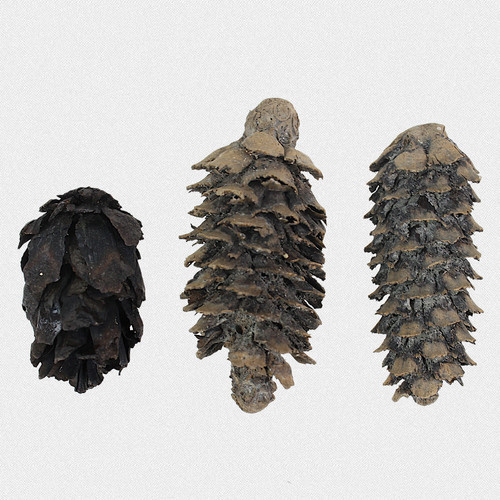Fossile zapfen kiefer pinus - fossile,