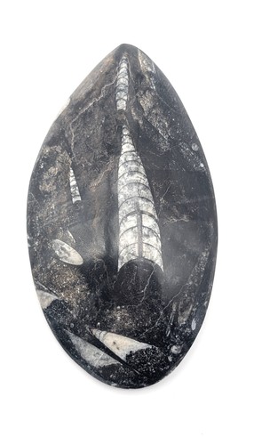 Sm0124 natürlicher - sm0124,