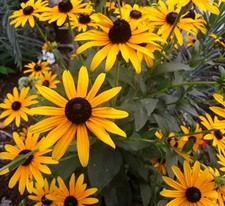 3 Pflanzen Rudbeckia Sonnenhut Goldstur winterhart Blumenwiese Bienenweide Bauer