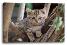 Lein-Wand-Bild: Katzenbaby