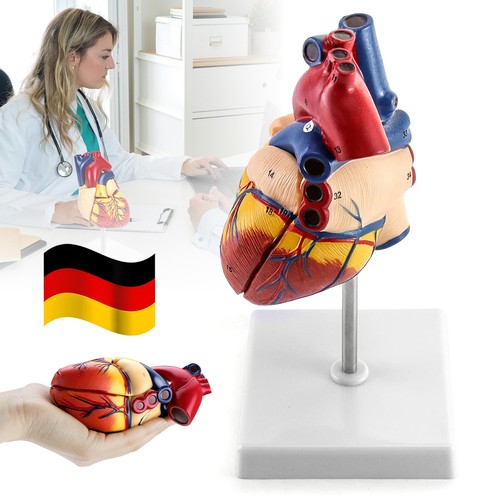 Anatomie modell herz - anatomie,