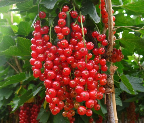Rote johannisbeere - rote,