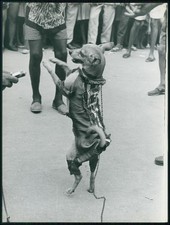 Foto 24x18cm - Hund tanzt auf