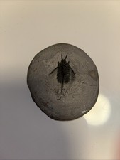 Echter Trilobit - Fossil im