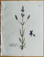 Lavendel Lavendula + Vietz