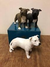 Braun Staffordshire Bullterrier Hund schwarz staffy weiß Staffie Ornament Geschenk 