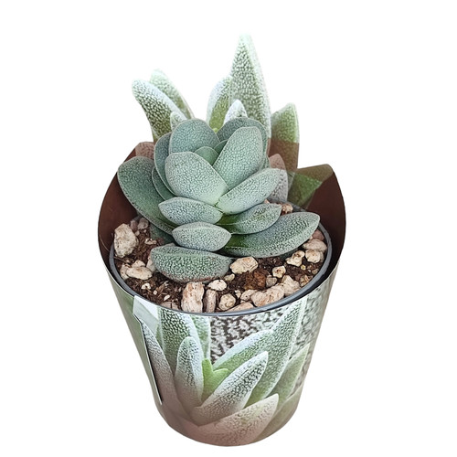 Crassula tecta - ,