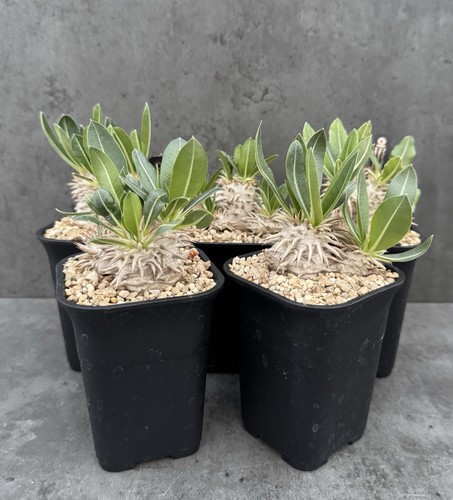 Pachypodium eburneum - eburneum,