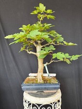 Bergahorn Bonsai Prebonsai