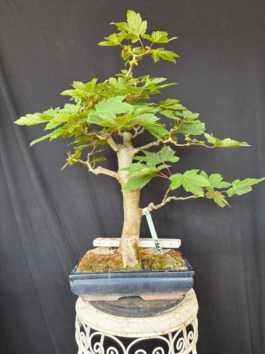 Bergahorn bonsai prebonsai - bonsai,