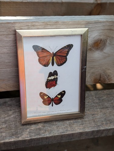 Schmetterlinge postkarte - schmetterlinge,