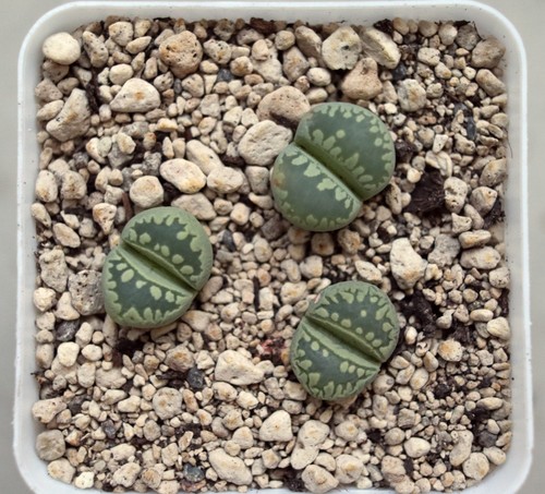 Lithops otzeniana c350a - otzeniana,
