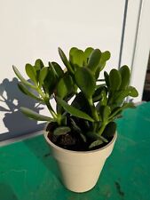 Crassula portulacea 20–40cm