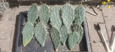  Feigenkaktus Opuntia