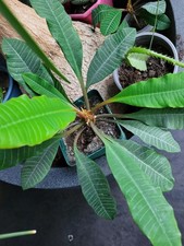 Euphorbia Leuconeura