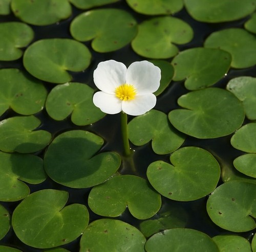 Froschbiss teichpflanze - froschbiss,
