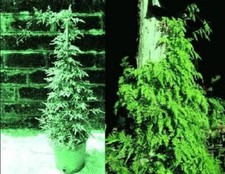 Kletterfarne winterharte Kletterpflanze Hecken Heckenpflanzen immergrüne Pflanze