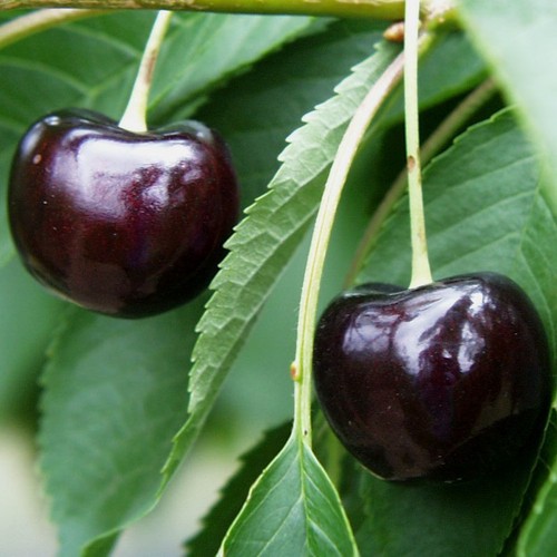 Oktavia aromatische dunkelrote