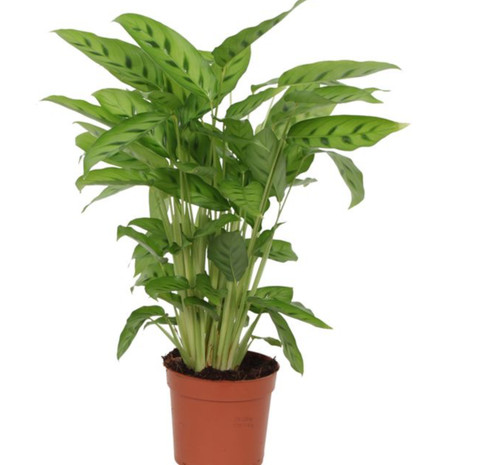 Calathea leopardina 40cm - calathea,
