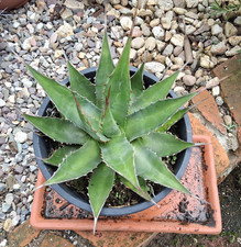 M15 agave montana - agave, big