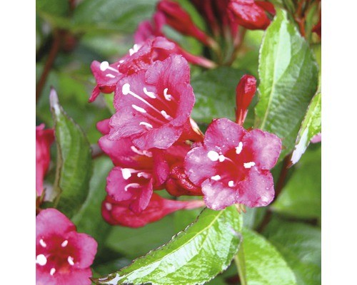 Weigelie floraself weigela - weigelie,