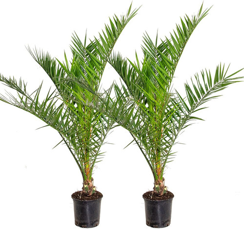 Bloomique 2er set phoenix - -,