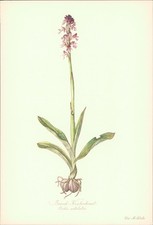 Brand-Knabenkraut - Orchis ustulatus. Druck nach Aquarell von Elsa M. Felsko. Of