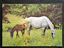 Pferdepostkarte, AK Pferde