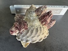 Trochus Kreiselschnecke mit