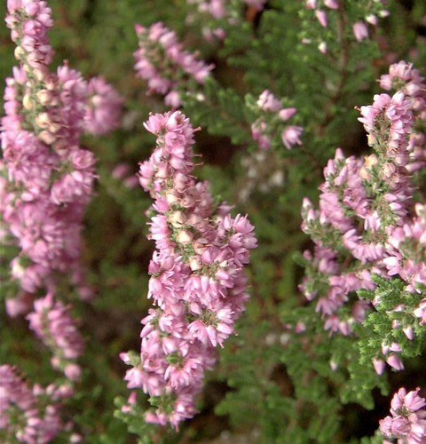 10x besenheide rote - 10x, mullion