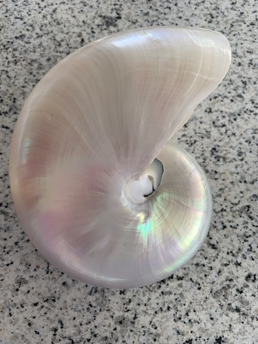 Nautilus muschel - nautilus,