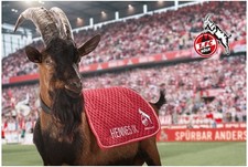 1. FC Köln Puzzle Hennes -