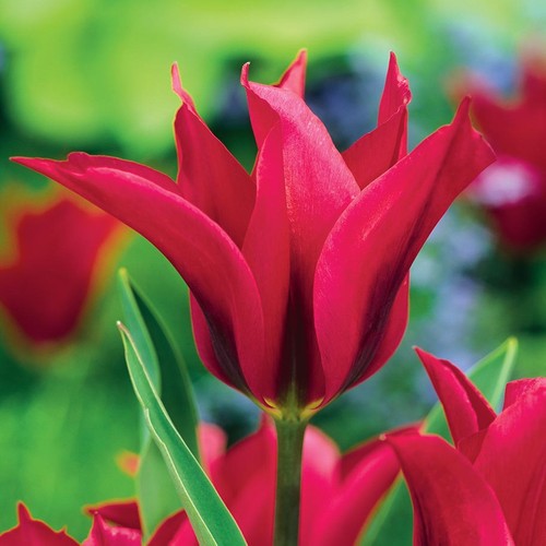 Tulpen blumenzwiebeln zwiebeln - tulpen,