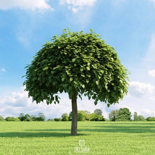 Catalpa bignonioides stück - bignonioides,
