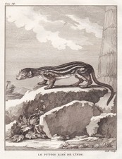 Iltis polecat Frettchen India