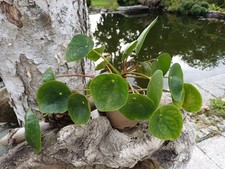 pilea peperomioides Glückstaler Chinesischer Geldbaum Ufopflanze