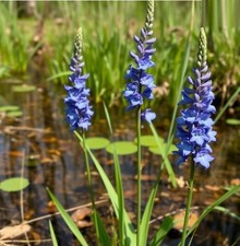 winterhart blau Sumpf-Gladiole schnellwüchsig exotische Pflanzen für den Garten#