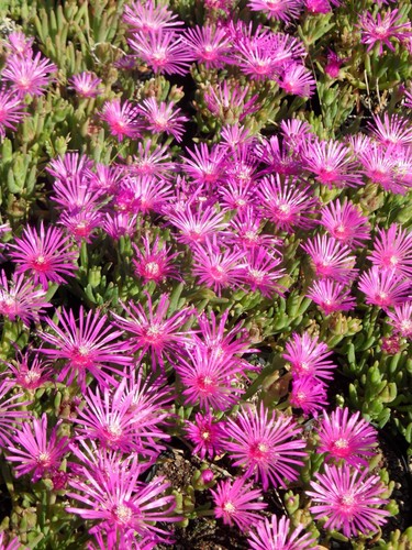 Delosperma cooperii - ,
