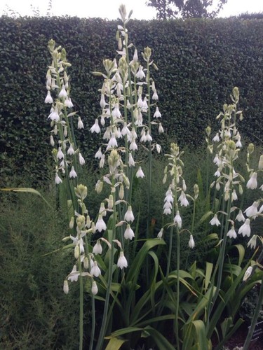 1115ct galtonia candicans - 1115ct,
