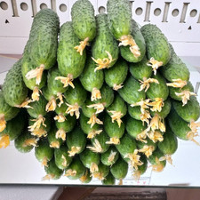 Gurkensamen Furor F1 Samen Einlegegurken Saatgut Семена огурцов Фурор F1