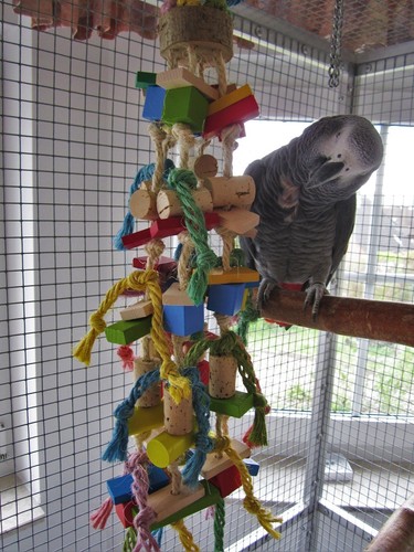Papageienspielzeug birdy - papageienspielzeug:,